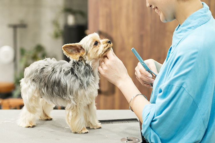 ワンちゃんの負担を抑えた施術