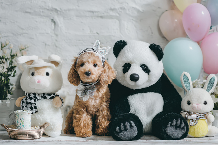 トリミング後のサポート体制